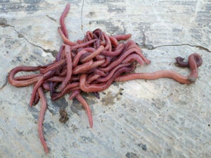 Indonesian Worms
